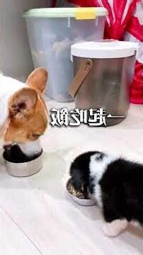 化解 養兩隻狗